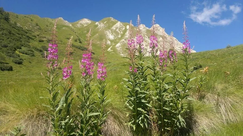 Ski&Bike Apartment Passo Tonale Passo del Tonale 0*,  Italy